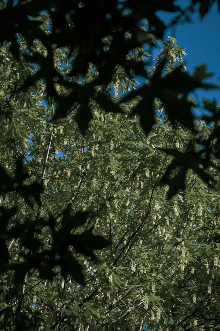 Looking up through a green tree canopy into a deep blue sky.